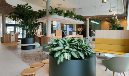 Beplanting in nieuwe afdeling ziekenhuis UMCG