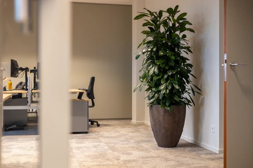 Office-Plants-nikkels-2.webp.webp